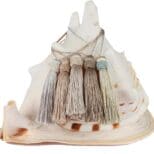 A large seashell displaying three Tassels with subtle color accents, isolated on a white background.