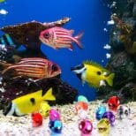 A group of fish swimming in an aquarium.